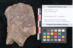Foto (Objekt + Etikett) von Fagus ninnisiana Unger (NHMW-GEO-2024-0188-10203)